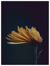 Load image into Gallery viewer, Main image Assaulted Flowers #03
