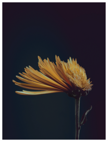 Main image Assaulted Flowers #03