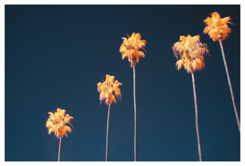 Main image CALIFORN-IR #05