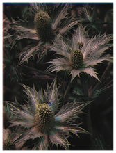 Load image into Gallery viewer, Main image Botanical Gardens #13
