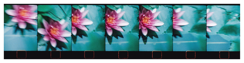 Main image Monets Garden. Giverny #5