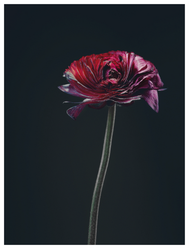 Main image Assaulted Flowers #08