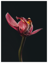 Load image into Gallery viewer, Main image Assaulted Flowers
