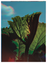 Load image into Gallery viewer, Main image Botanical Gardens #12
