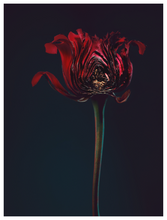 Load image into Gallery viewer, Main image Assaulted Flowers #04
