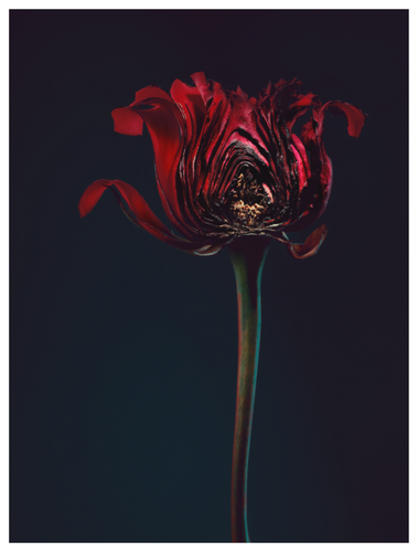 Main image Assaulted Flowers #04