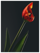 Load image into Gallery viewer, Main image Assaulted Flowers #08
