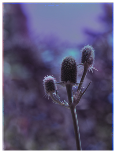 Main image Botanical Gardens #07