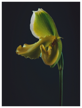 Load image into Gallery viewer, Main image Assaulted Flowers #14
