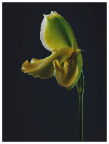 Main image Assaulted Flowers #14