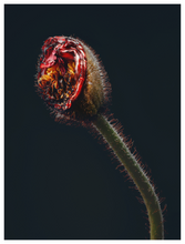 Load image into Gallery viewer, Main image Assaulted Flowers #02
