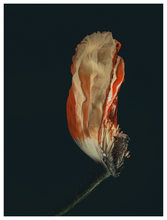 Load image into Gallery viewer, Main image Assaulted Flowers #09
