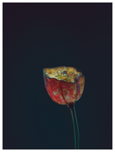 Load image into Gallery viewer, Main image Assaulted Flowers #01
