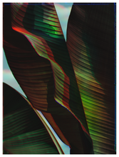 Load image into Gallery viewer, Main image Botanical Gardens #10
