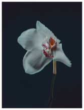 Load image into Gallery viewer, Main image Assaulted Flowers #
