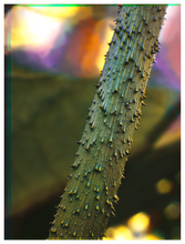 Load image into Gallery viewer, Main image Botanical Gardens #01
