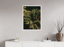 Load image into Gallery viewer, 60 x 80 cm, William Turner Print mit 2cm Weißrand Botanical Gardens
