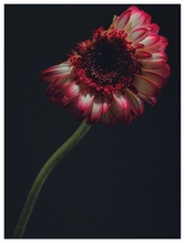 Load image into Gallery viewer, Main image Assaulted Flowers #10
