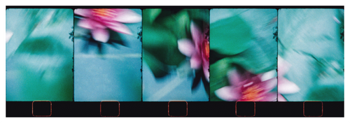 Main image Monets Garden, Giverny #4