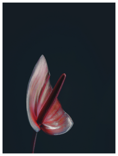 Main image Assaulted Flowers #12