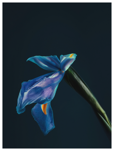 Main image Assaulted Flowers #07