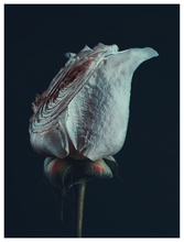 Load image into Gallery viewer, Main image Assaulted Flowers #11
