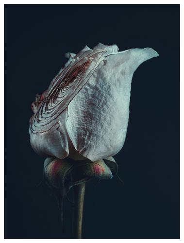 Main image Assaulted Flowers #11