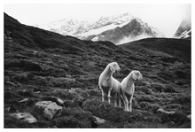 Load image into Gallery viewer, Main image 2 sheep, Austria
