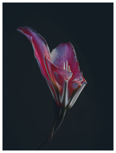 Main image Assaulted Flowers #13