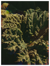 Load image into Gallery viewer, Main image Botanical Gardens
