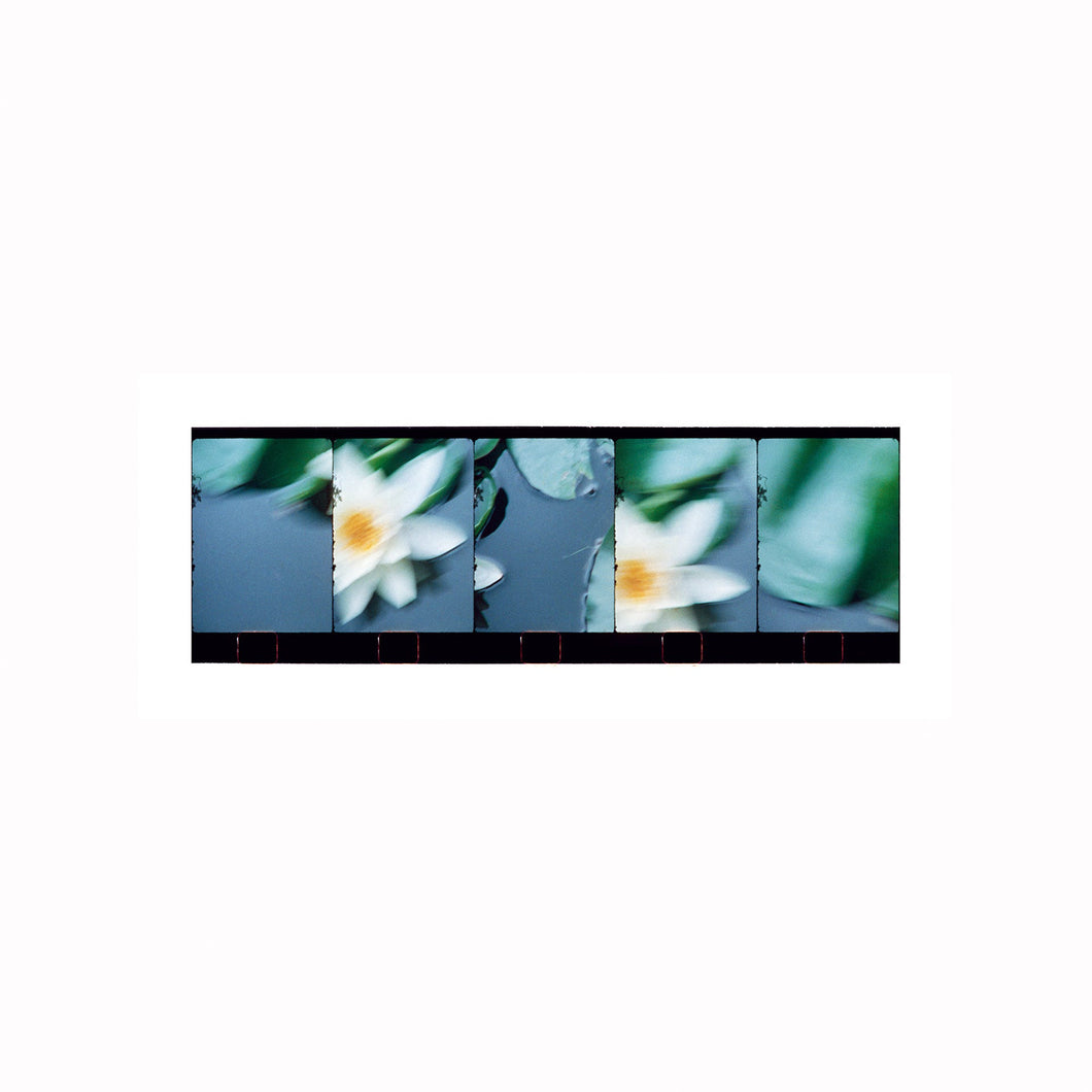 Giverny. Monets Garden #2, ca 60.8 cm x 20 cm