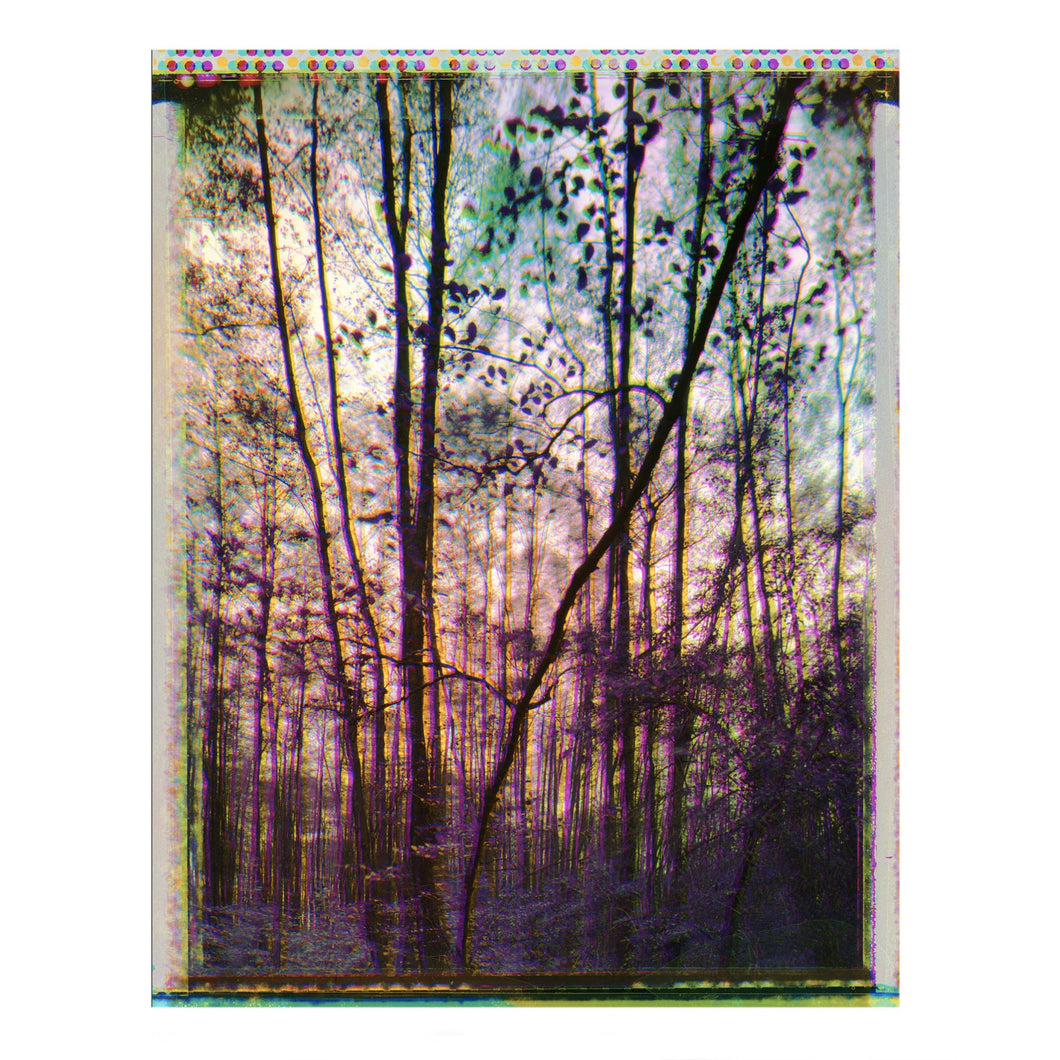 Forest Trichromatic Polaroid #3, ca 64 cm x 80 cm