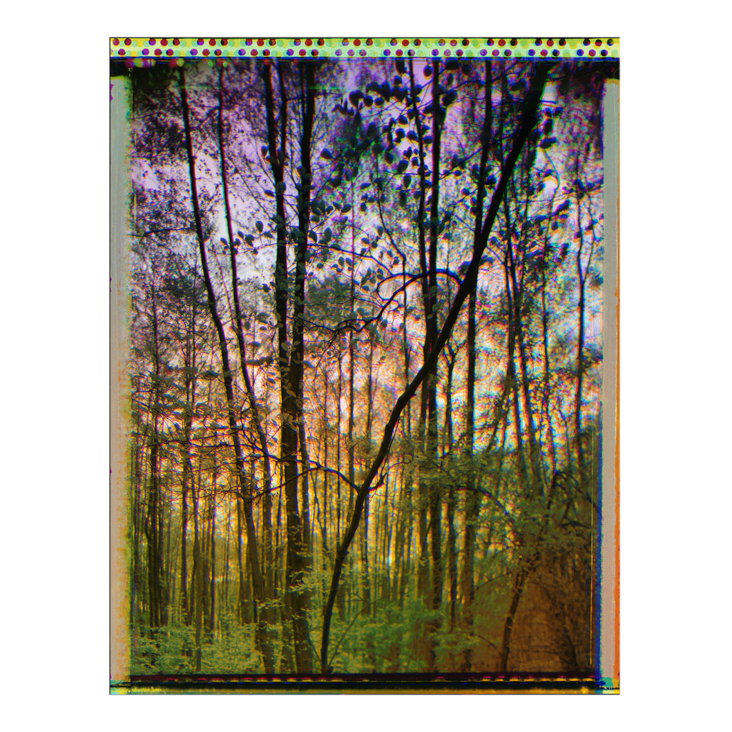 Forest Trichromatic Polaroid #2, ca 30 cm x 40 cm