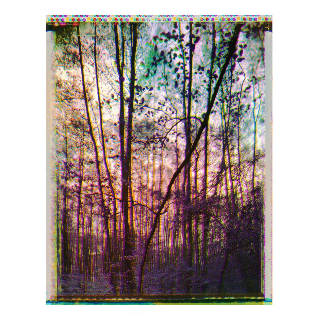 Forest Trichromatic Polaroid #3, ca 30 cm x 40 cm